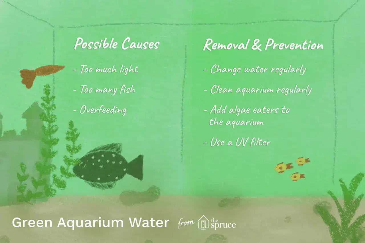 Illustration d'un aquarium à l'eau verte, expliquant les causes possibles (trop de lumière, trop de poissons, suralimentation) et les solutions (changement d'eau, nettoyage, mangeurs d'algues, filtre UV).