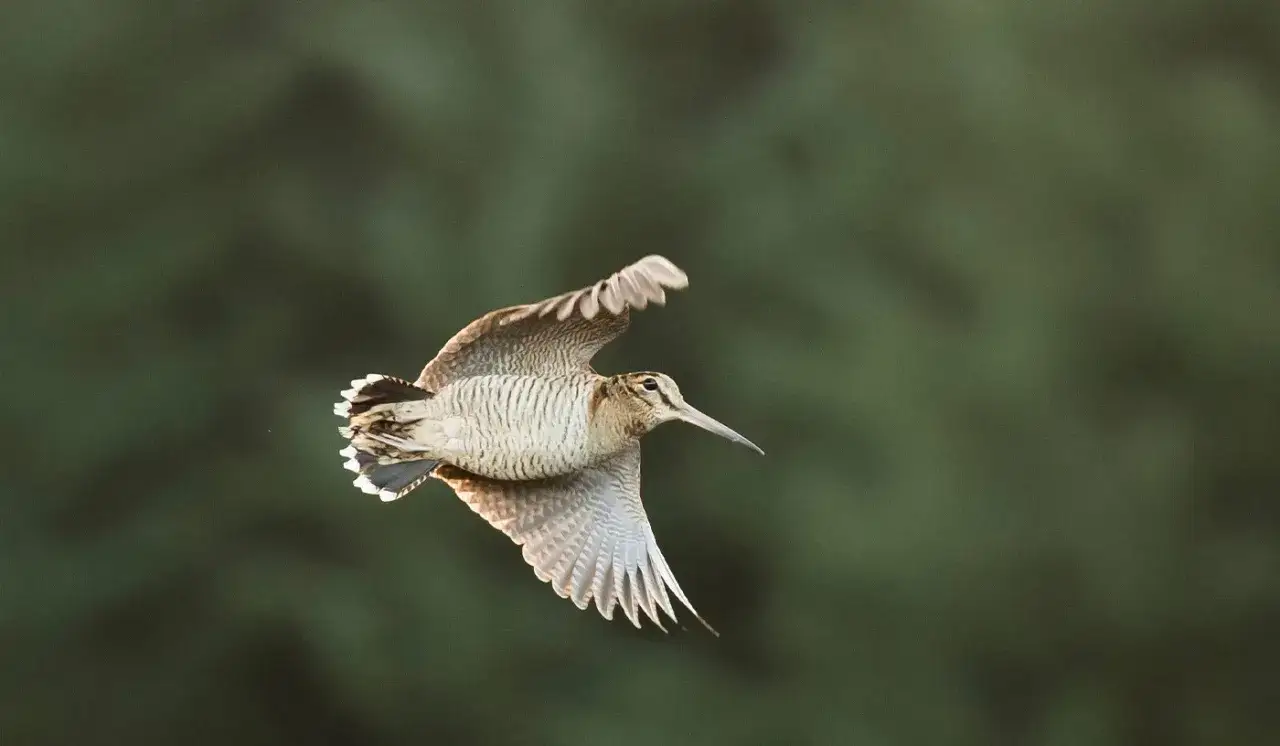 Une bécasse des bois en vol, ailes déployées, silhouette élégante sur fond vert flou.