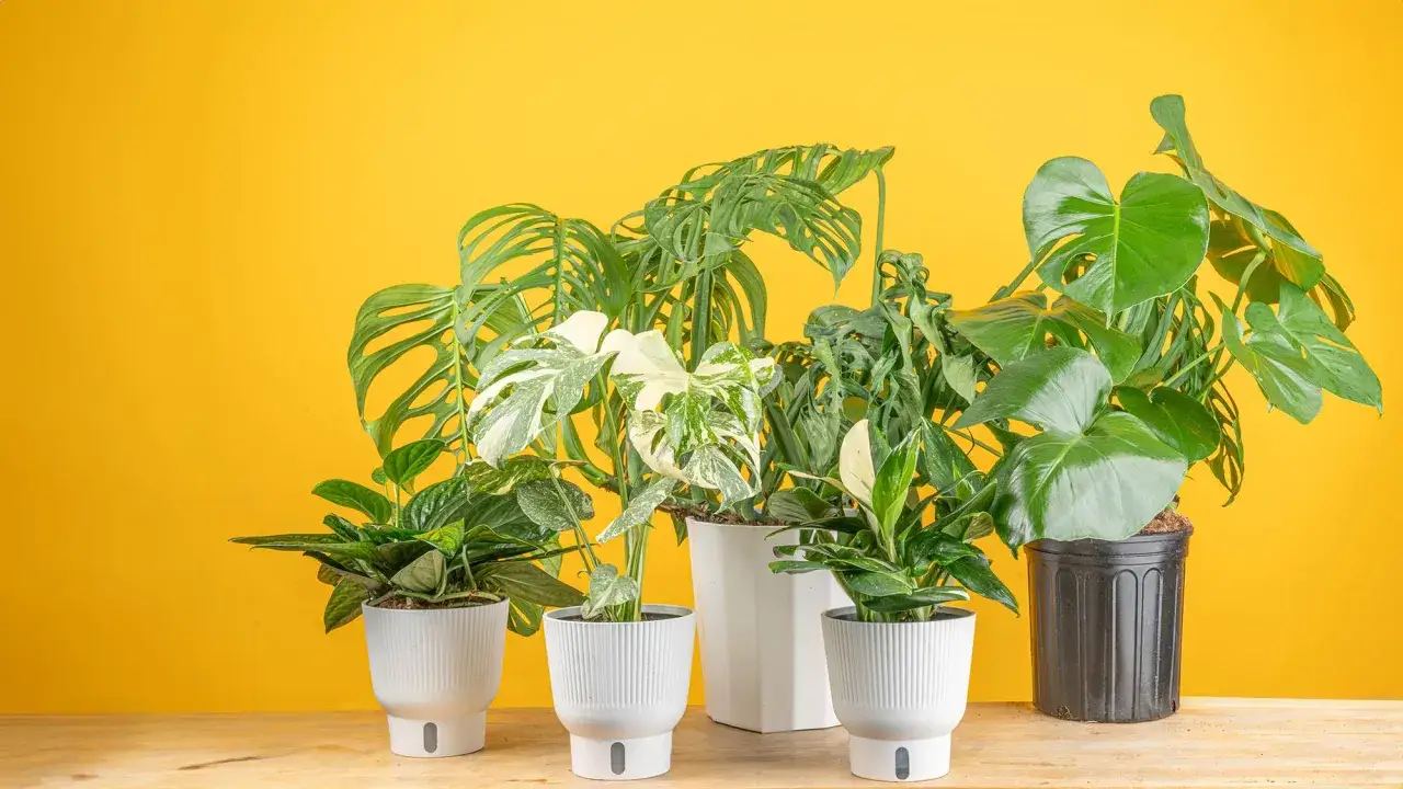 Kilka roślin doniczkowych, w tym monstera variegata z białymi i zielonymi liśćmi, na żółtym tle.