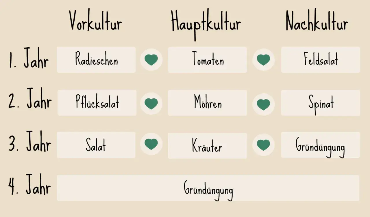 Gartenplan: Vorkultur (Radieschen, Pfl&uuml;cksalat, Salat), Hauptkultur (Tomaten, M&ouml;hren, Kr&auml;uter), Nachkultur (Feldsalat, Spinat). Was nach Kartoffeln pflanzen? Hier gibt's Ideen!