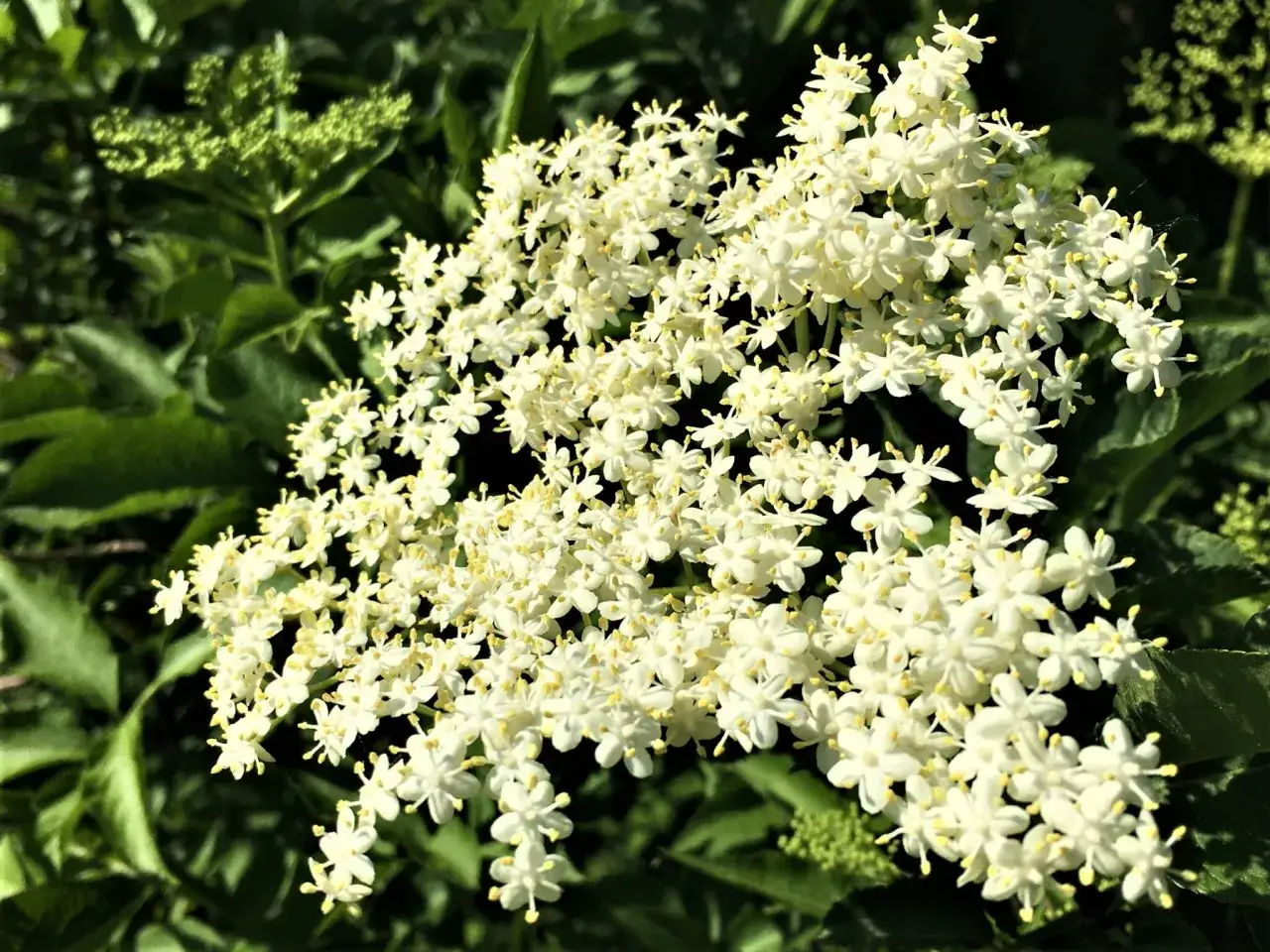 Grappe de fleurs de sureau, prêtes à être transformées en délicieux sirop de sureau.