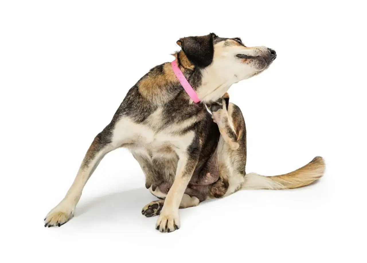 Perro con collar rosa se rasca intensamente, sufriendo de picores.
