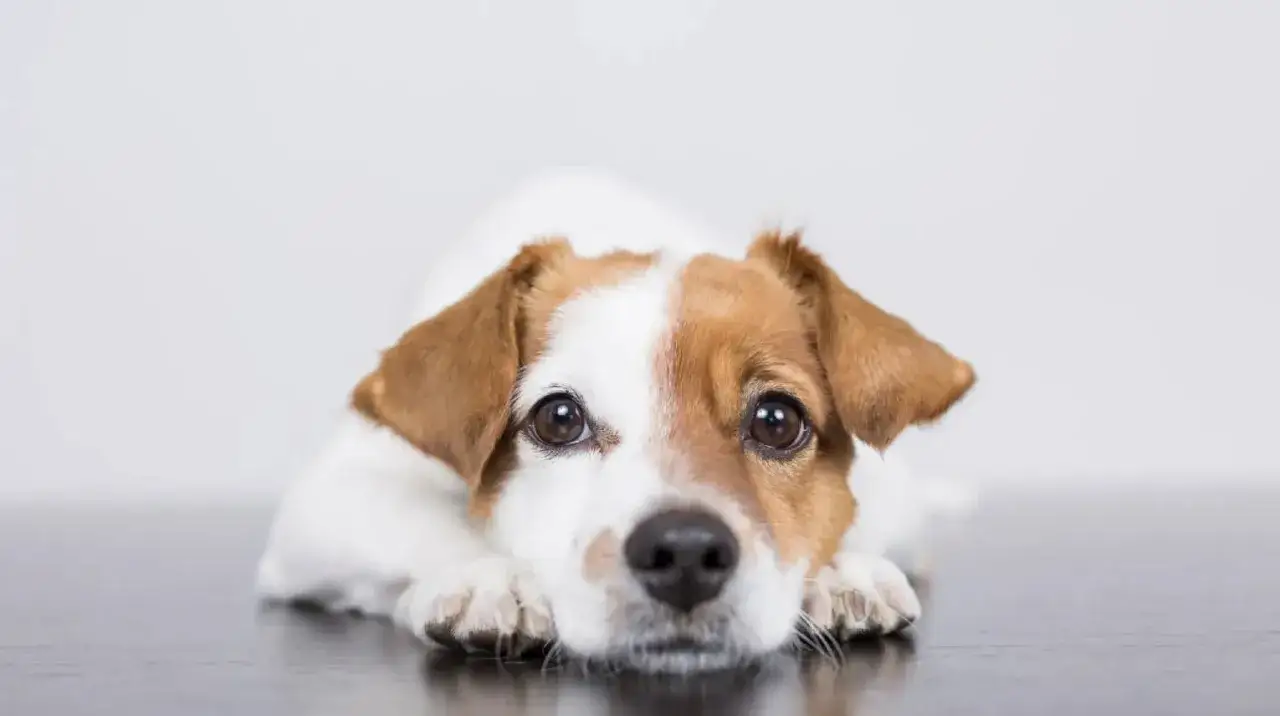 Un perro triste con ojos grandes y marrones, tumbado con la cabeza apoyada en sus patas.