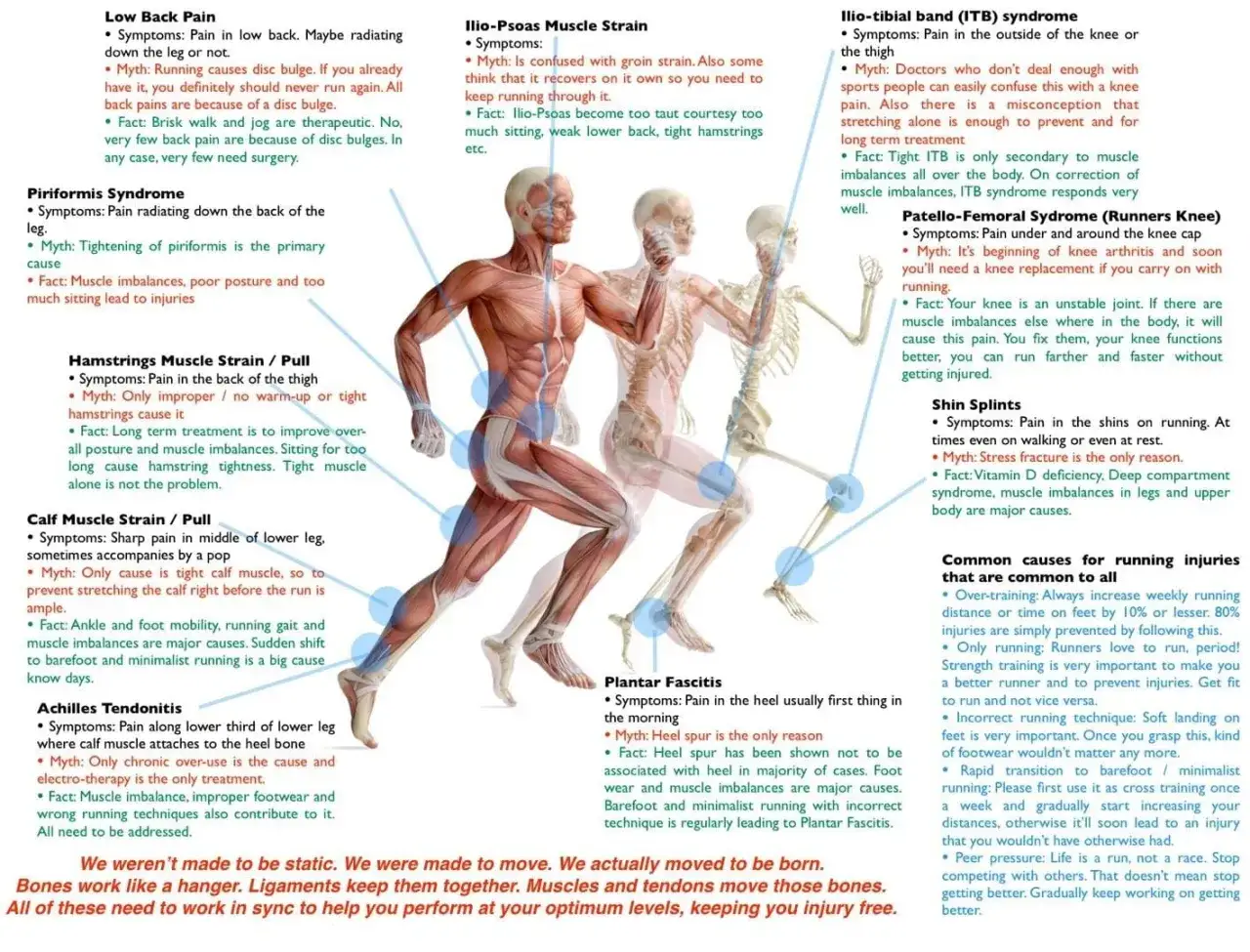 Anatomia umana che illustra le cause di infortuni comuni nella corsa, come il mal di schiena. Correre può causare problemi se non si presta attenzione alla tecnica.