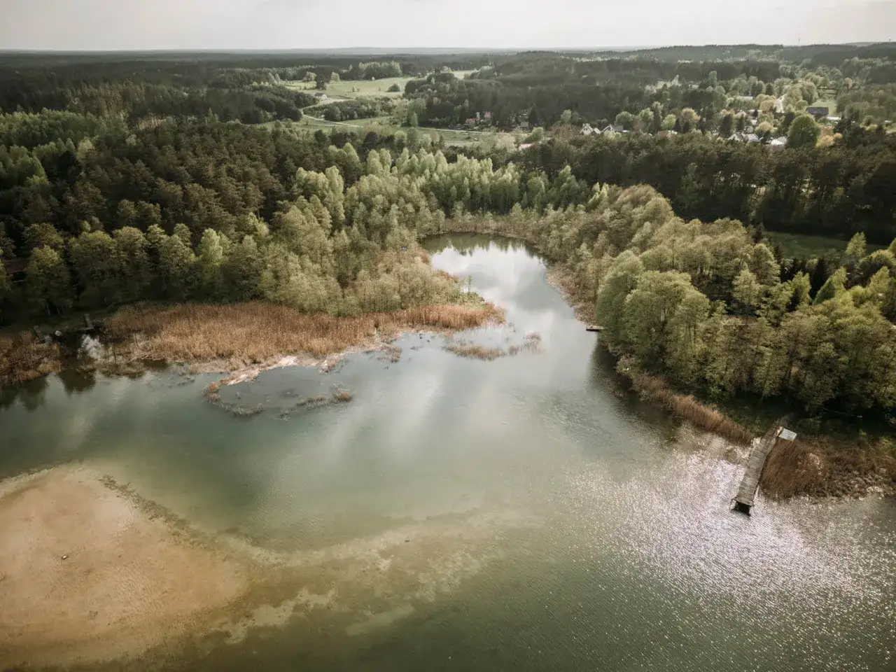 Malownicze jezioro Świętajno otoczone lasami i trzcinami. W oddali widać zabudowania.