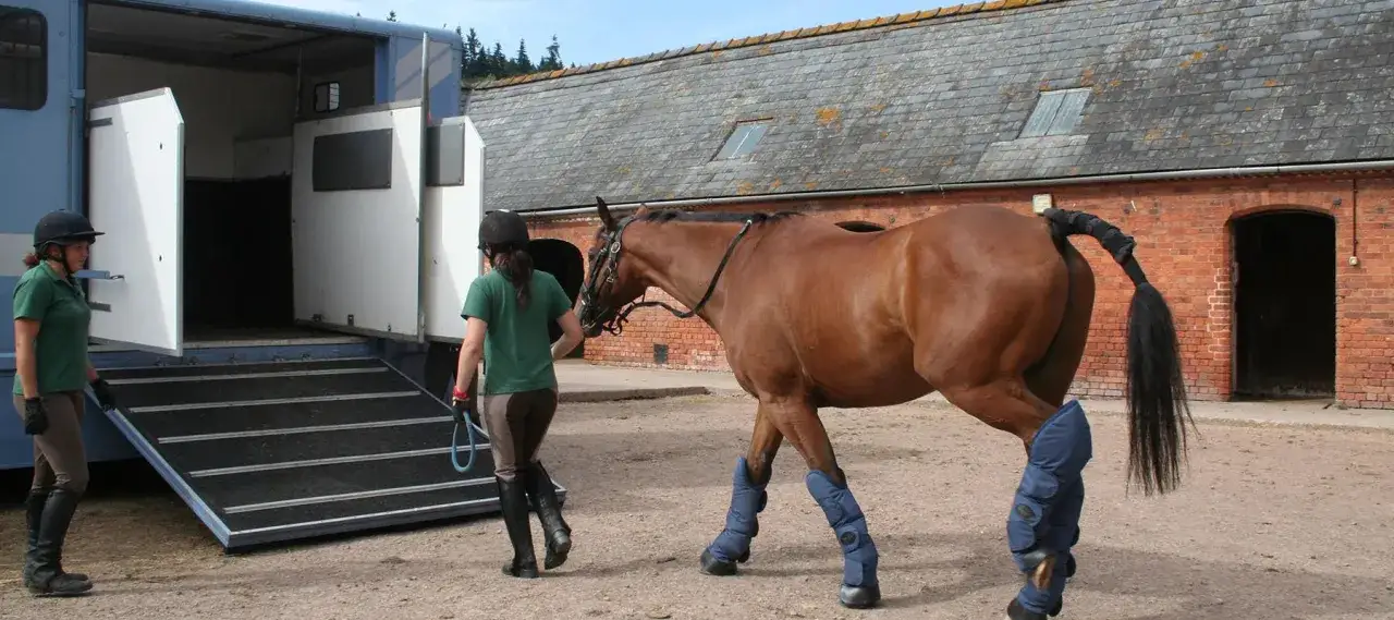 Préparation pour le transport de chevaux : une cavalière guide un cheval vers une remorque ouverte.