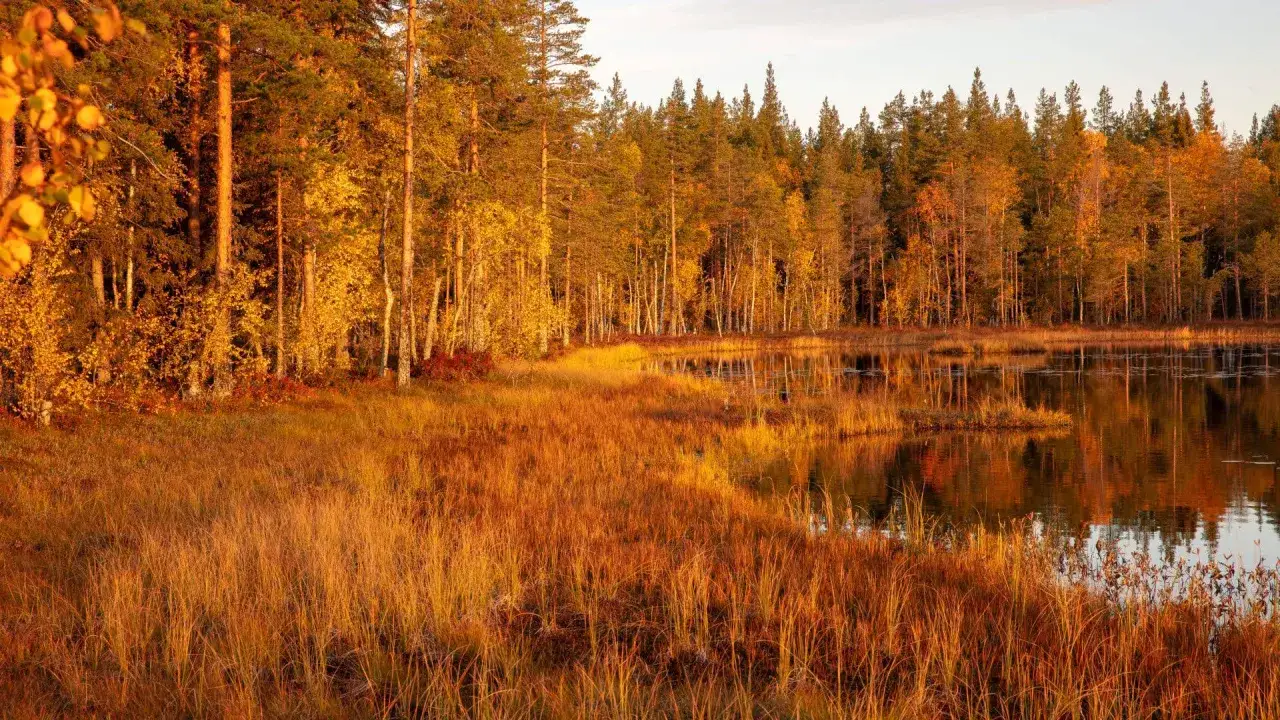 Hösten lyser i Hamra nationalpark. Gyllene gräs och lövträd speglar sig i vattnet, omgivna av höga tallar.