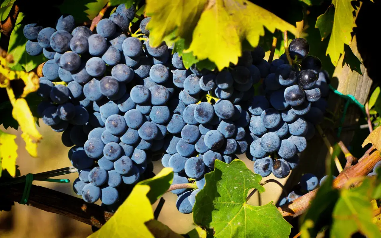 Reife Trauben der Chianti Rebsorte h&auml;ngen an einem sonnenbeschienenen Rebstock.