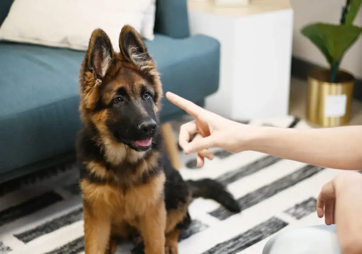 Un chiot berger allemand attentif re&ccedil;oit une le&ccedil;on d'&eacute;ducation, le doigt point&eacute; pour un ordre.