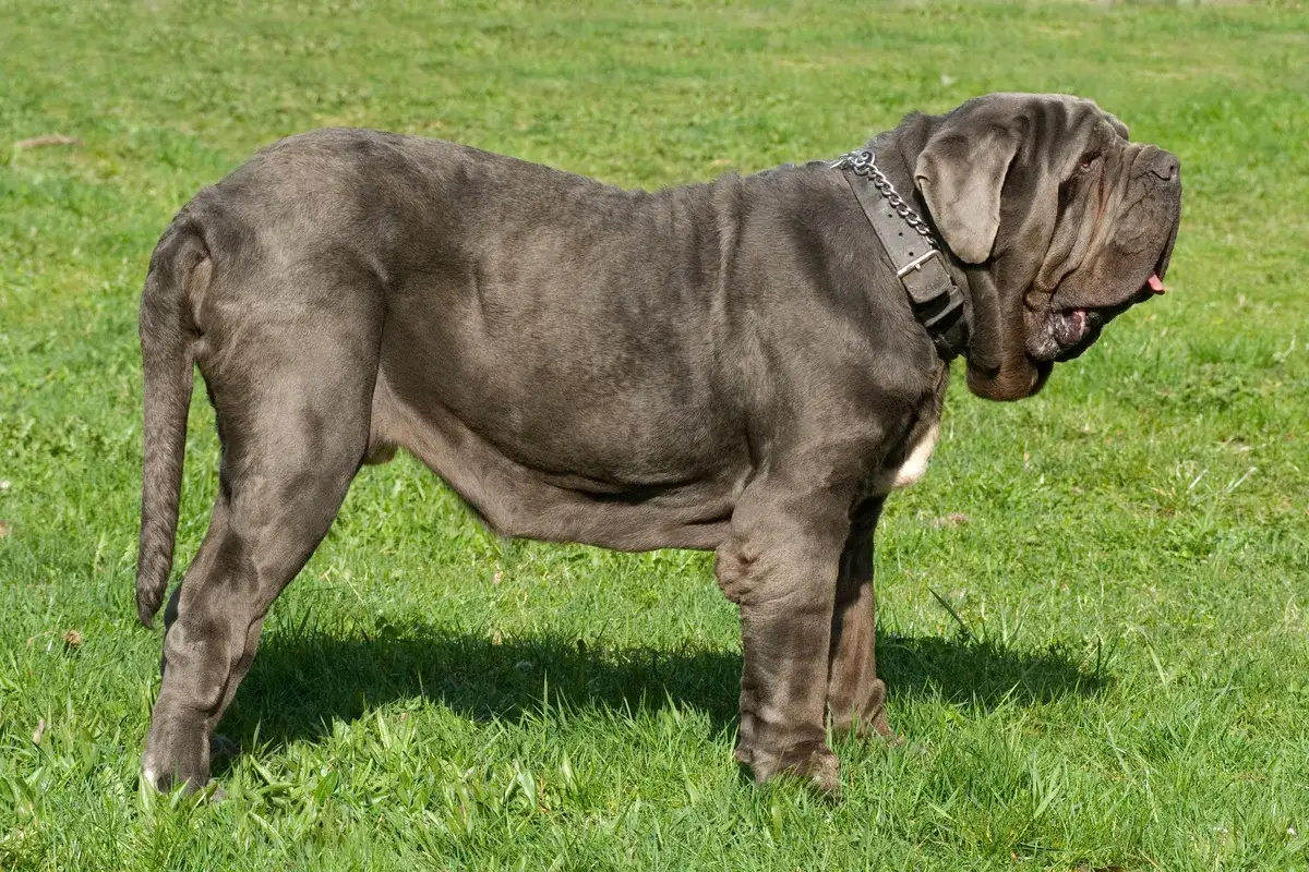 Ein imposanter Mastino Napoletano steht auf einer gr&uuml;nen Wiese, sein faltiges Gesicht und sein kr&auml;ftiger K&ouml;rper sind gut sichtbar.