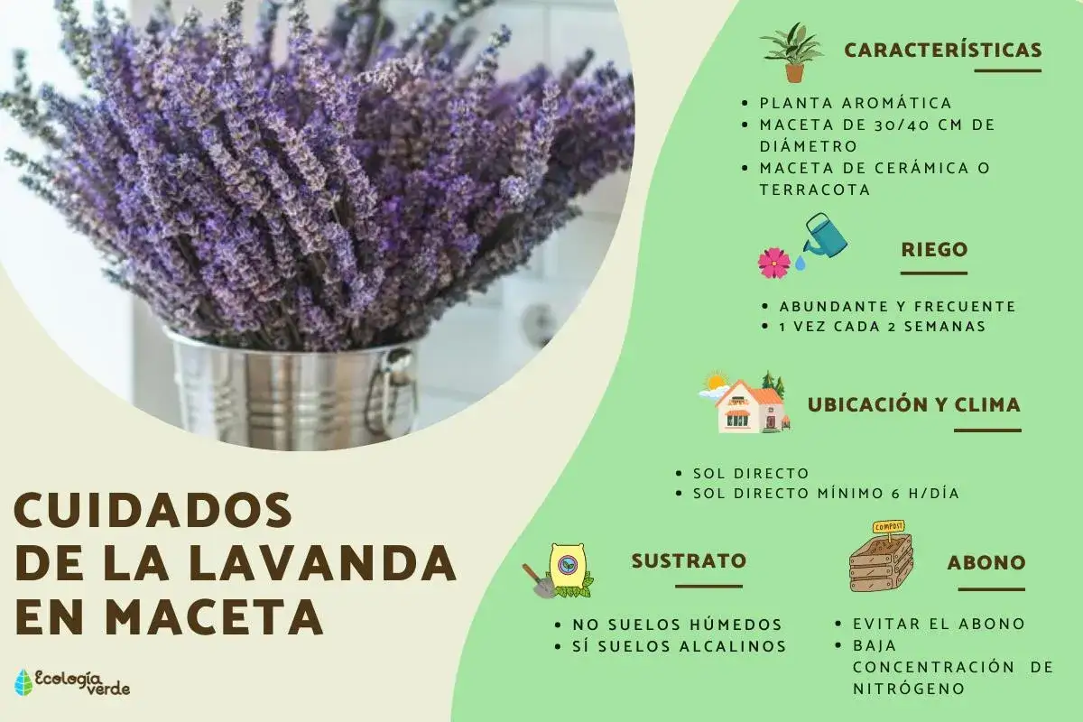 Manojo de lavanda en maceta met&aacute;lica, con consejos sobre cuidados, riego, ubicaci&oacute;n, sustrato y abono para la lavanda.