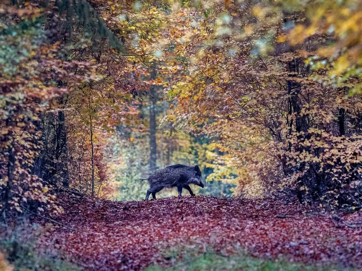 Ett vildsvin vandrar genom en h&ouml;stskog. Sv&aring;rt att s&auml;ga hur m&aring;nga vildsvin som finns i Sverige, men de trivs i s&aring;dana h&auml;r milj&ouml;er.