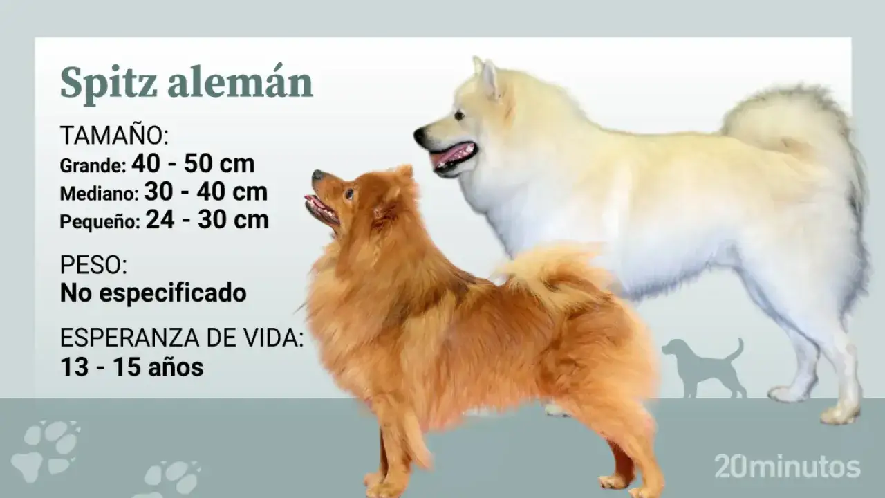 Dos perros spitz alemán, uno marrón y otro blanco, lucen sus pelajes. Información sobre tamaño y esperanza de vida.