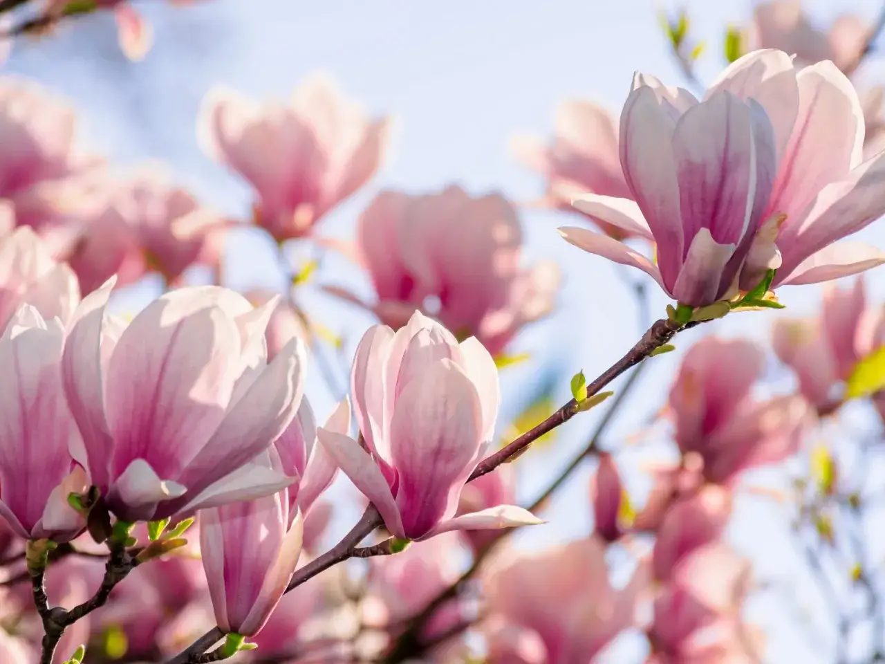 Delikatne, różowe kwiaty magnolii rozkwitają na gałęziach. Idealny czas, kiedy sadzić magnolie do gruntu, to wiosna lub jesień, by cieszyć się ich pięknem.