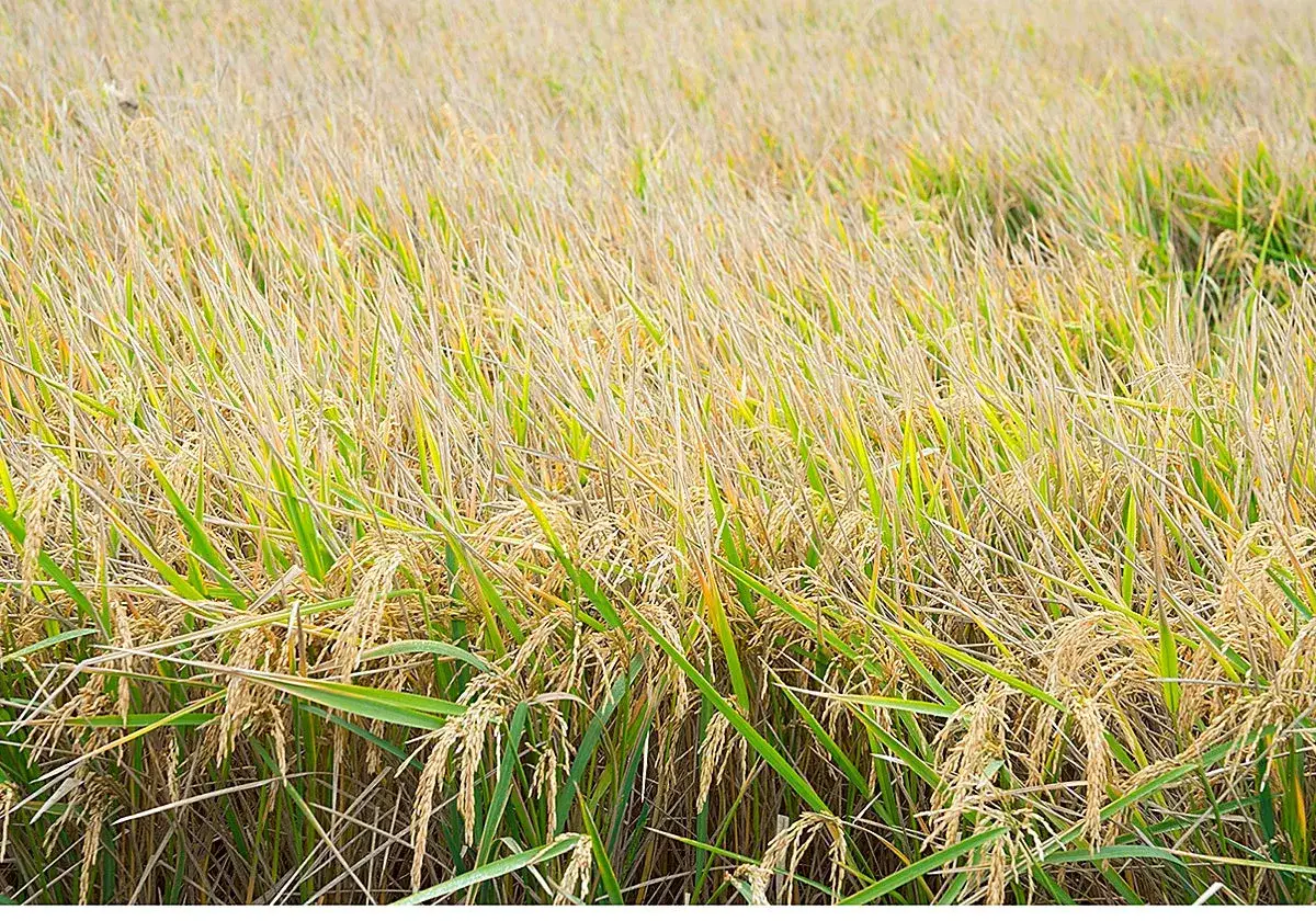 Campo de arroz maduro, listo para la cosecha. Aquí es de donde viene el arroz que comemos.