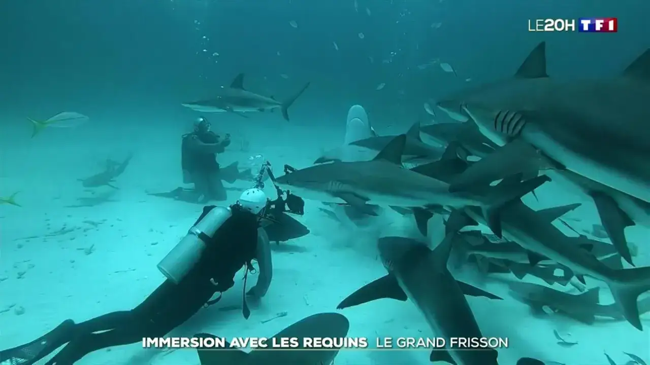 Immersion avec des requins lors d'une plongée aux Bahamas. Des plongeurs filment un banc de requins dans les eaux claires.