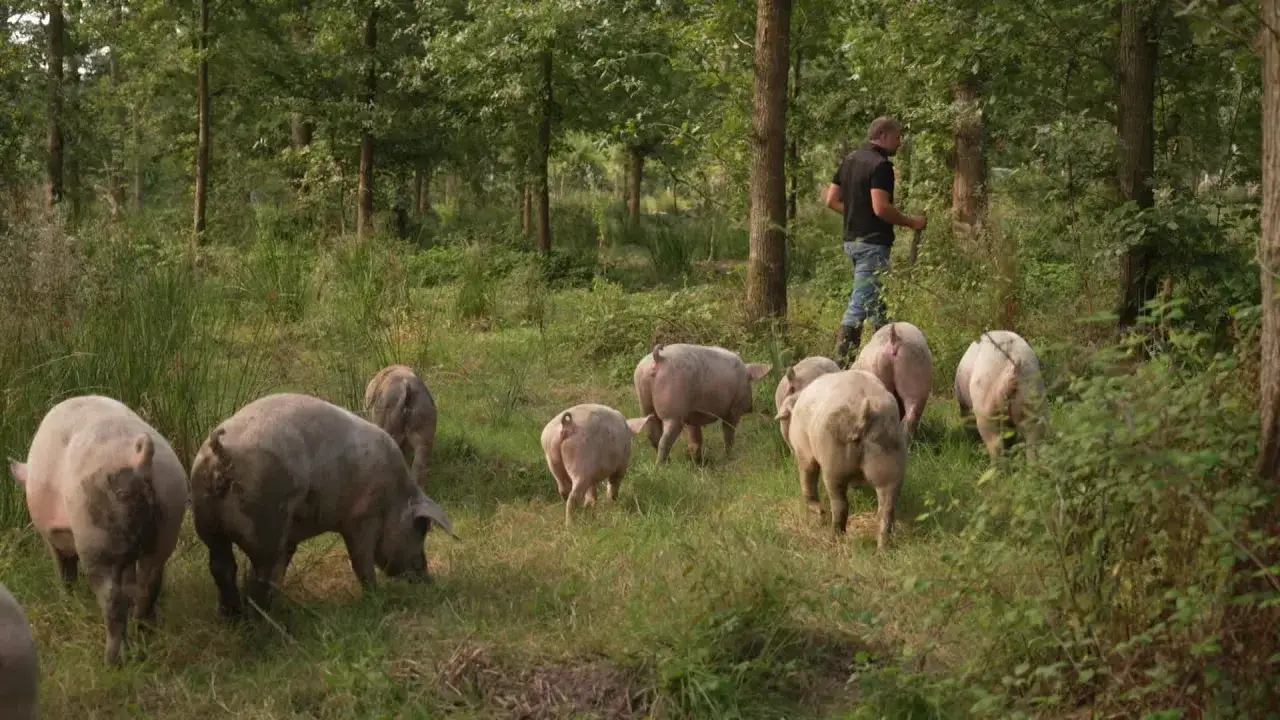 Un fermier surveille un troupeau de porcs en liberté dans une forêt. L'image évoque le bien-être animal et la gestion du vermifuge porc plein air.