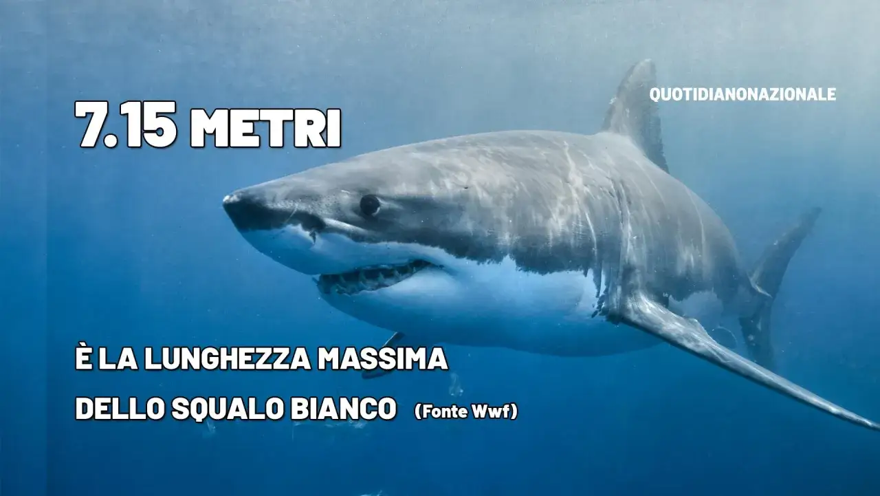 Un enorme squalo bianco, uno dei pi&ugrave; grandi squali cattivi, nuota nelle profondit&agrave; blu. Misura 7,15 metri.