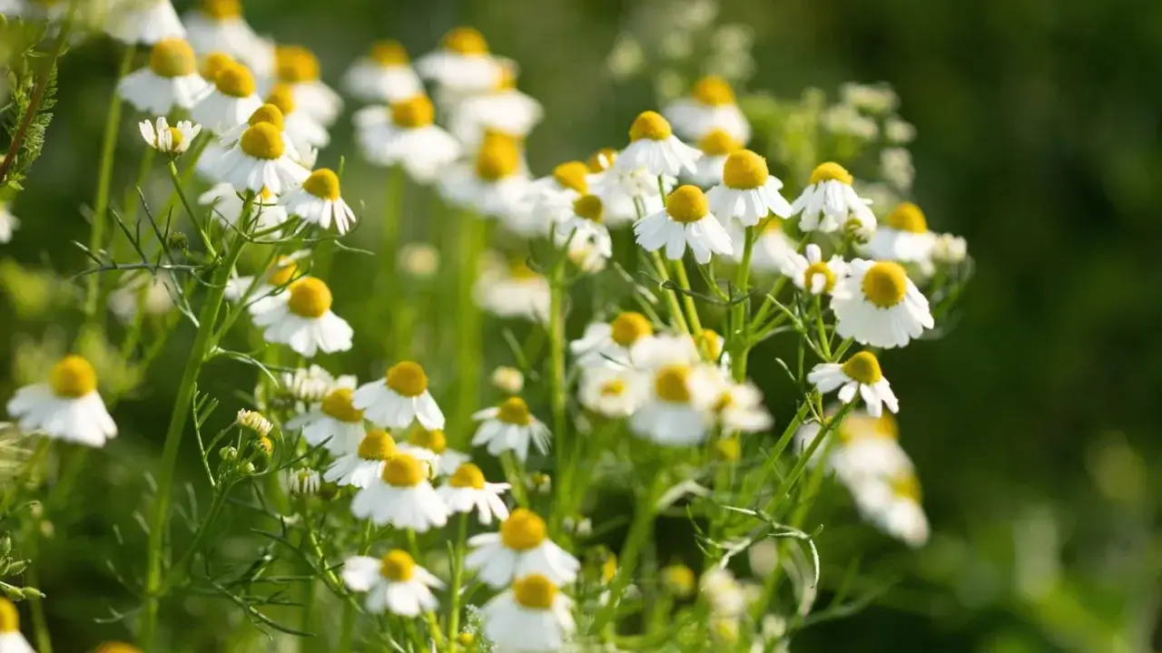Campo de manzanillas, flores blancas con centro amarillo, evocando los beneficios de la manzanilla para la calma y el bienestar.