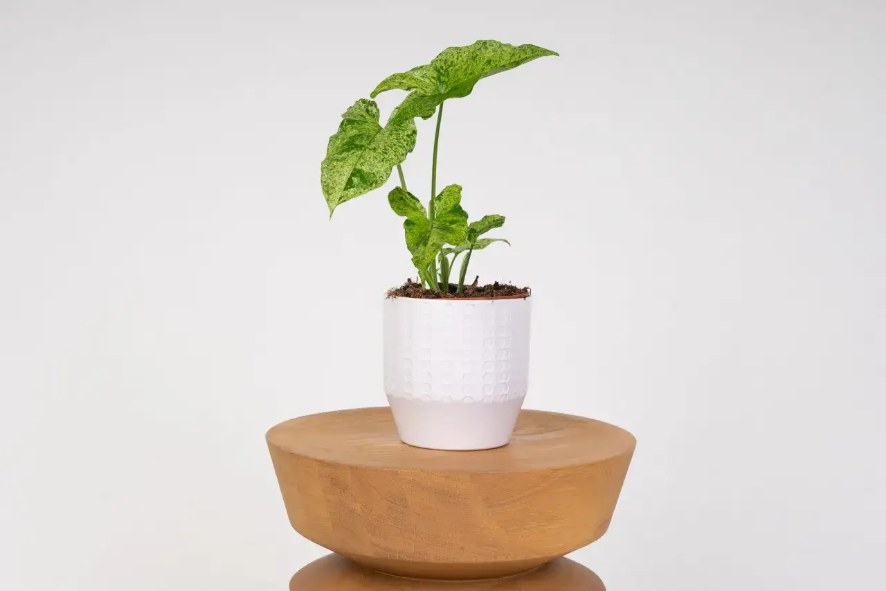Syngonium Mojito z liśćmi w odcieniach zieleni i bieli, w białej doniczce na drewnianym stołku.