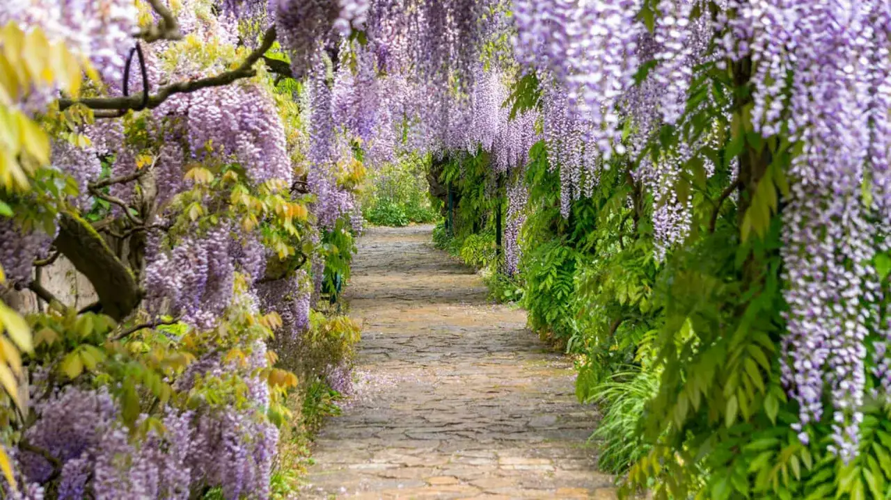 Alejka w ogrodzie tonie w fioletowych kaskadach kwitnącej wisterii. Wiosna w pełni, gdy wisteria kwitnie, tworząc magiczny tunel.