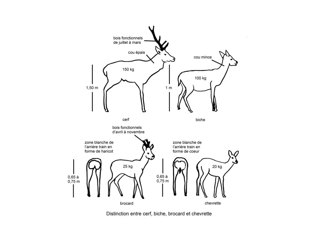 Comparaison visuelle d'un cerf, d'une biche, d'un brocard et d'une chevrette, avec leurs caractéristiques distinctives.