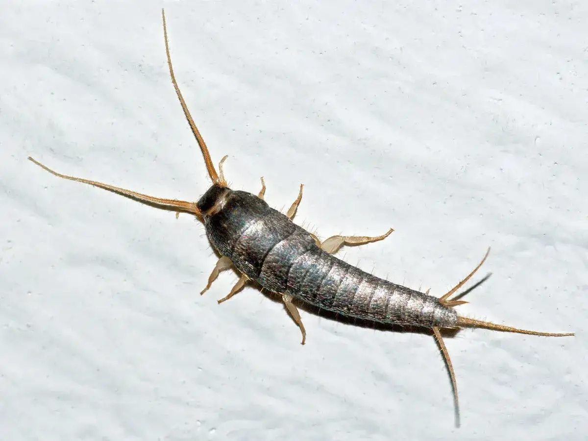 Una cucaracha plateada, con su cuerpo escamoso y antenas largas, se arrastra sobre una superficie blanca y texturizada.