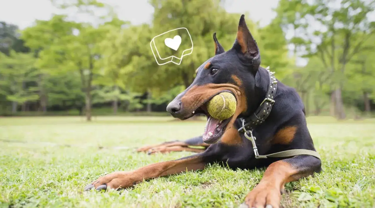 Doberman couch&eacute; dans l'herbe, m&acirc;chouillant sa balle. Ce chien qui m&acirc;chouille tout le temps semble heureux, avec un c&oelig;ur stylis&eacute; flottant au-dessus de sa t&ecirc;te.