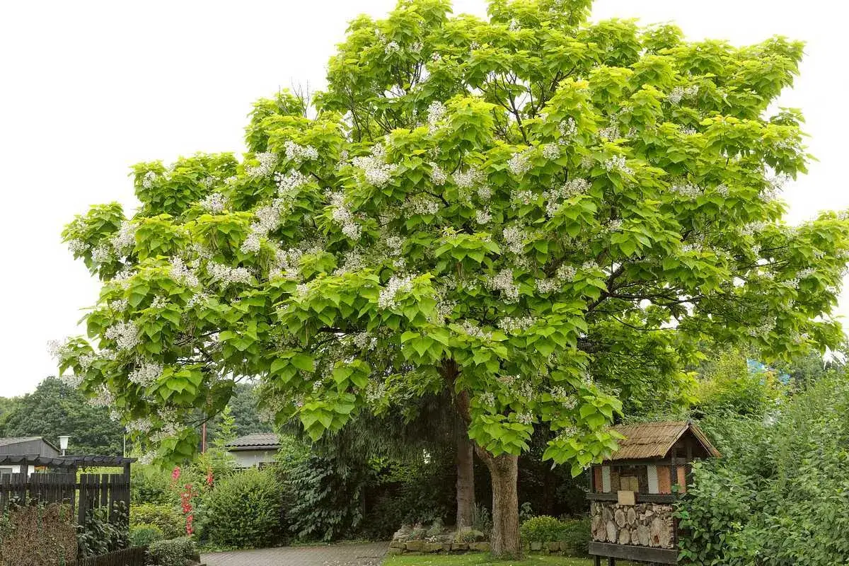 Catalpa en fleur, prêt pour apprendre comment tailler un catalpa en parasol. Un abri à insectes est visible à droite.