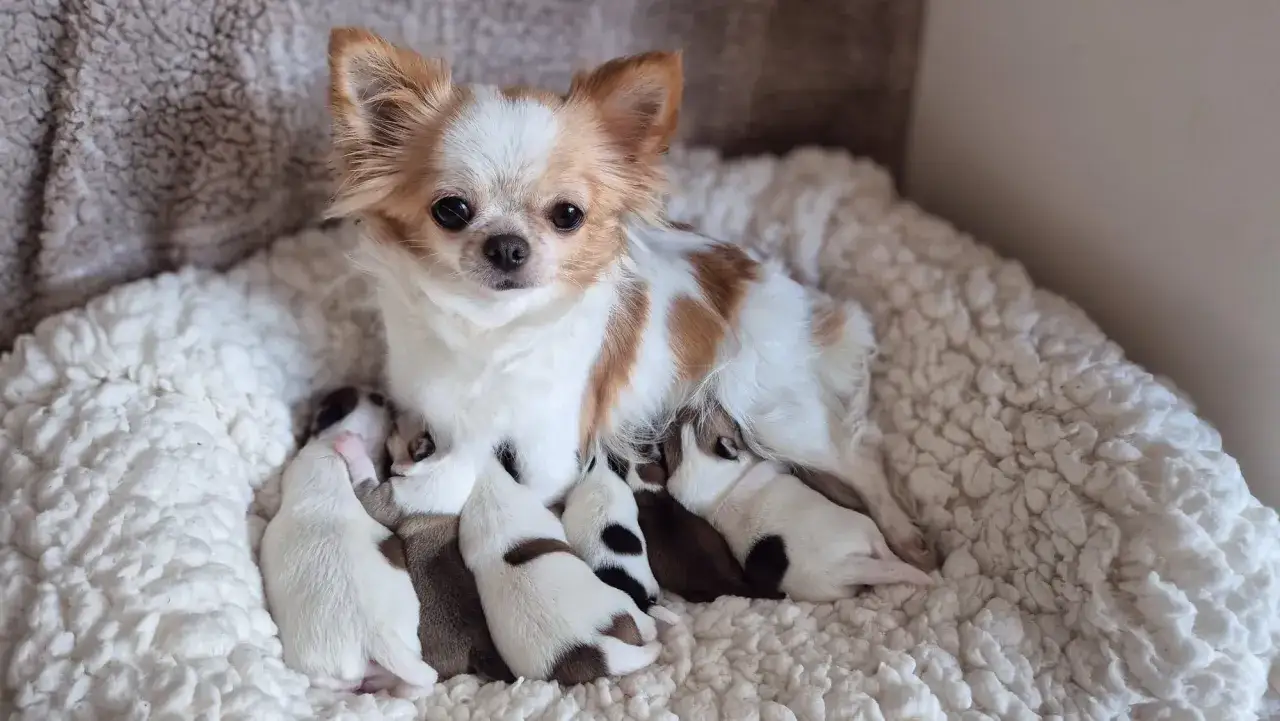 Mama chihuahua z gromadką szczeniąt, dowód na to, że to najlepsza hodowla chihuahua w Polsce.