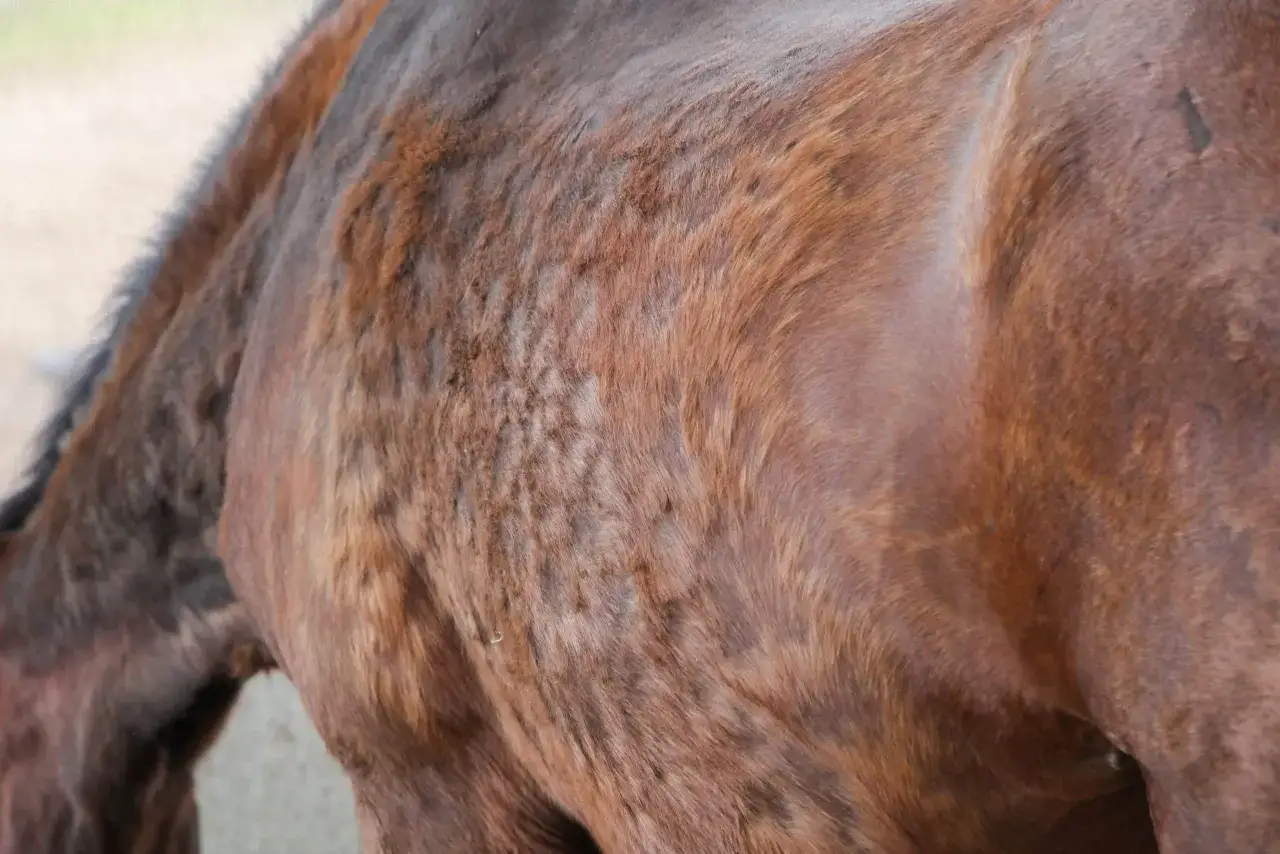 Das braune Pferd zittert, sein Fell ist struppig und zeigt dunkle Flecken. Es wirkt unruhig und angespannt.