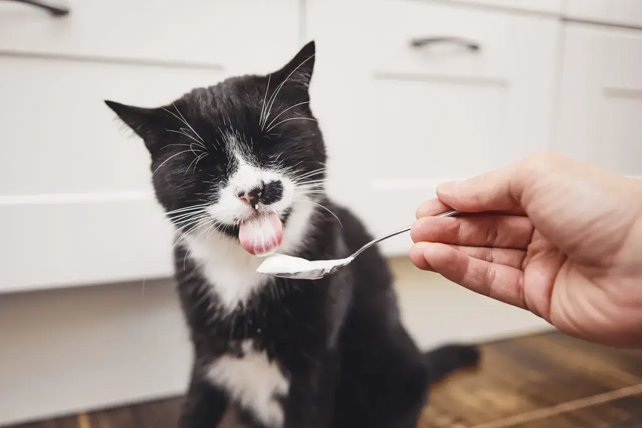 Gato blanco y negro con la lengua fuera, lamiendo yogur de una cuchara. &iexcl;Los gatos pueden comer yogur!