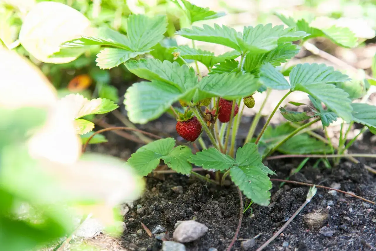 Smultronplantan växer och ger snart skörd. Att odla smultron är enkelt och belönande.