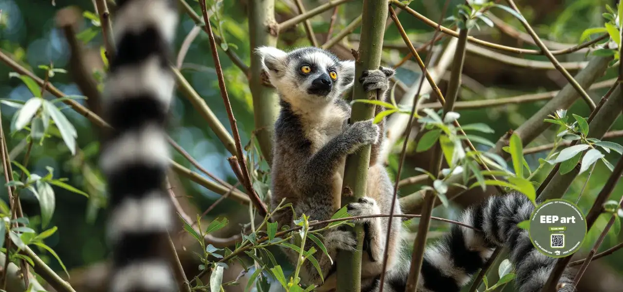 Katta z Madagaskaru z charakterystycznym, prążkowanym ogonem wspina się po gałęziach.