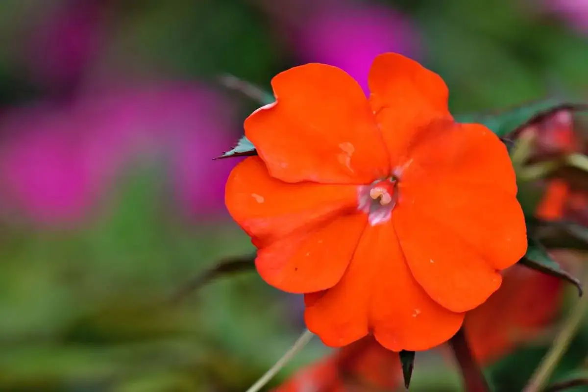 Vibrant orange impatiens bloom brightly, thriving in the full sun.