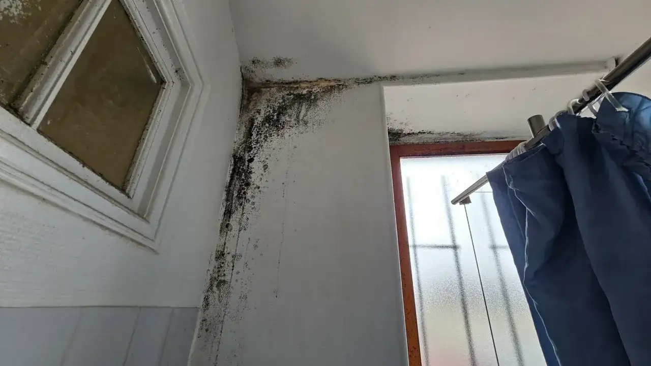 Moisissure noire sur un mur blanc, signe d'infiltration d'eau. Une fenêtre et un rideau bleu sont visibles.