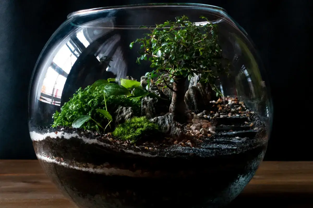 Miniaturowe lasy w słoiku, z drzewkiem bonsai, mchem i kamieniami, tworzą magiczny świat zamknięty w szkle.