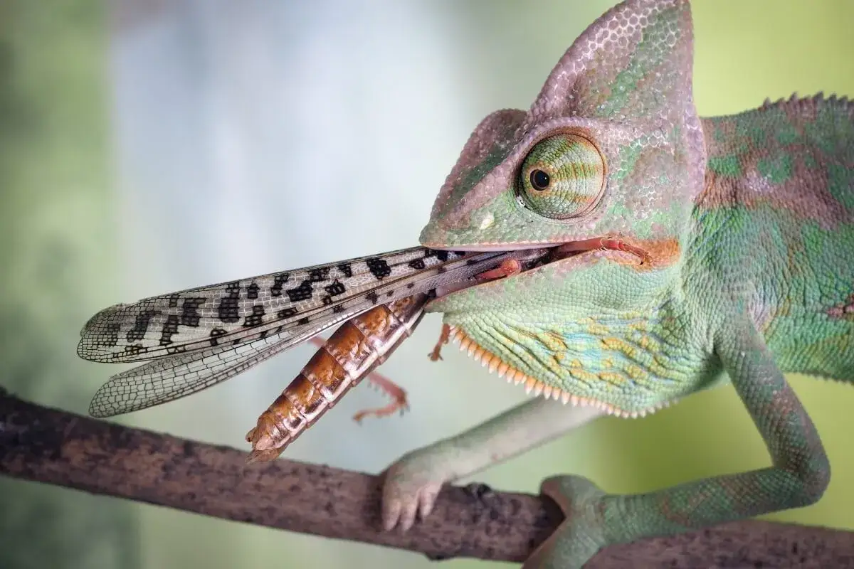 Un camale&oacute;n verde, en su rama, muestra lo que comen los camaleones: un insecto con alas.