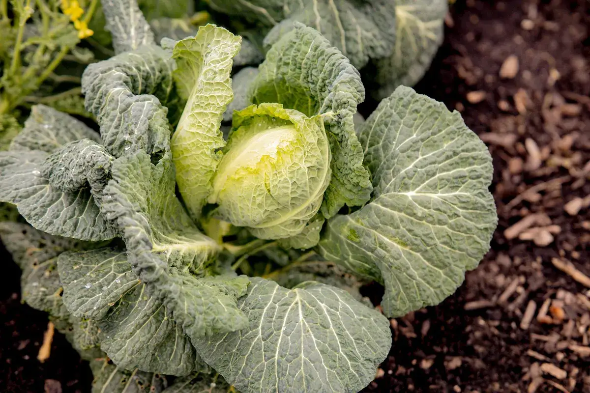 Ein junger Kohlkopf, bereit f&uuml;r die Ernte. Die gr&uuml;nen Bl&auml;tter sind leicht zerknittert und zeigen die feinen Adern. Das Bild zeigt, wie sch&ouml;n wirsing pflanzen im Garten wachsen.