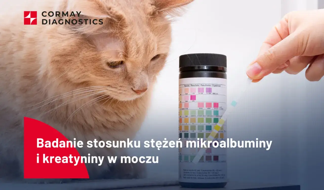 Badanie stosunku stężeń mikroalbuminy i kreatyniny w moczu kota. Pasek testowy do analizy moczu.
