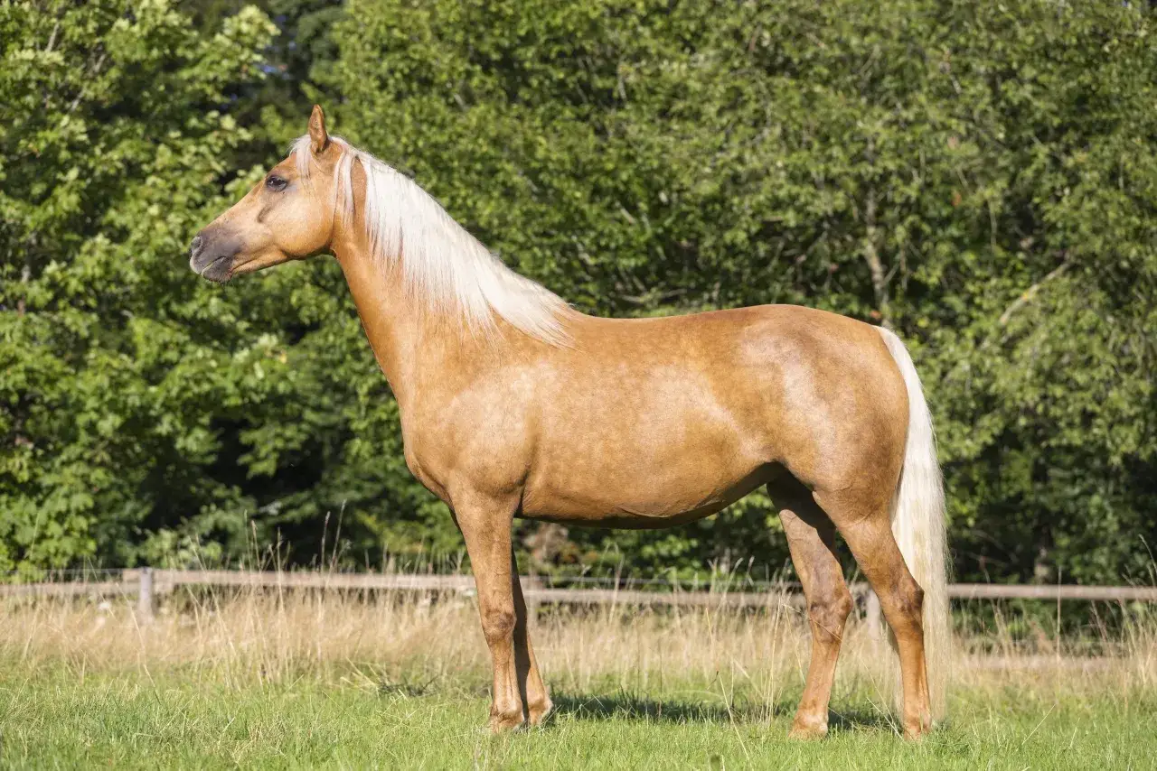 Ein pr&auml;chtiges blondes Pferd steht auf einer gr&uuml;nen Wiese vor einem Wald. Sein Fell schimmert golden, die M&auml;hne und der Schweif sind hell.