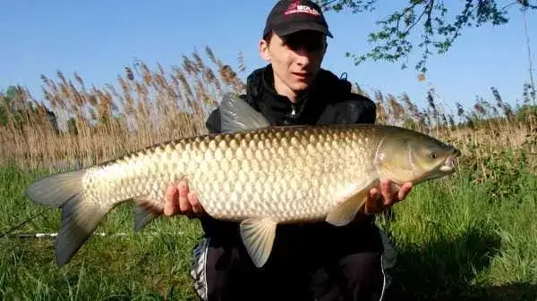różnice w budowie pyska karpia i amura