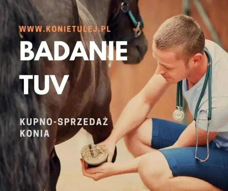 Badanie weterynaryjne konia TUV