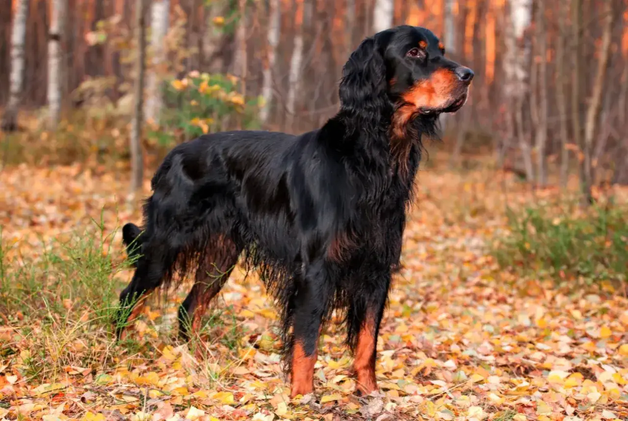 Un magnifique setter Gordon noir et feu, debout dans une forêt automnale aux feuilles tombées.