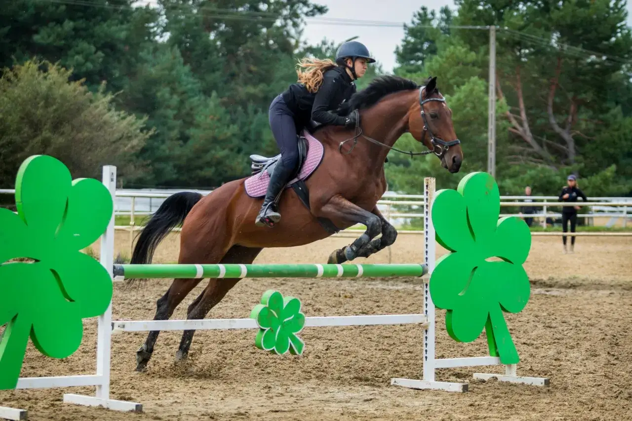 Konie w stajni, usługi jeździeckie