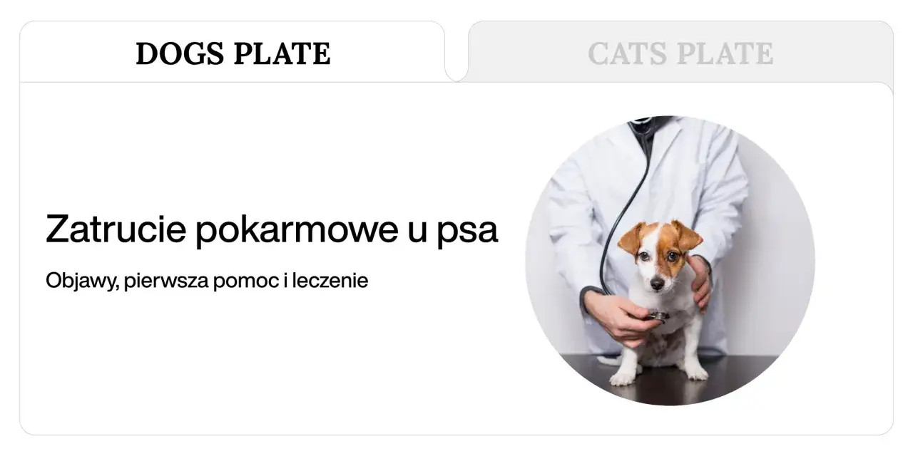 Weterynarz bada psa, który mógł zjeść coś, czego nie może jeść pies. Objawy zatrucia pokarmowego u psa.