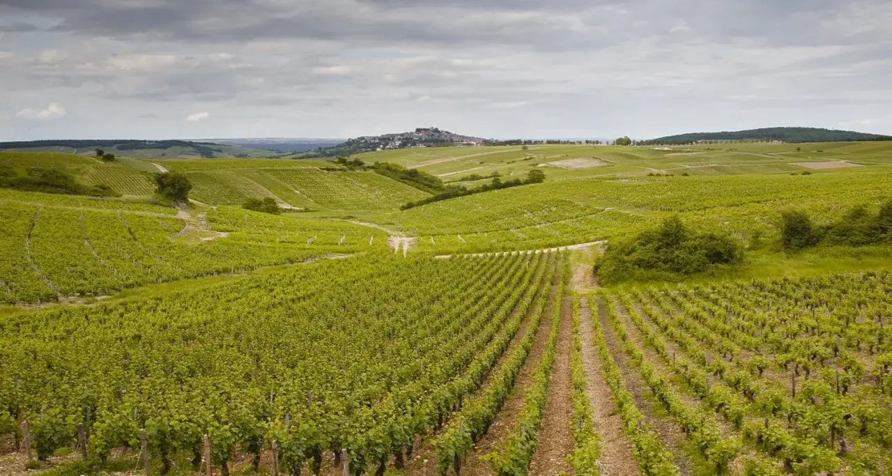 Grüne Weinberge erstrecken sich über sanfte Hügel, mit einem Dorf auf einem Hügel in der Ferne. Ein perfekter Ort für Sancerre Wein.