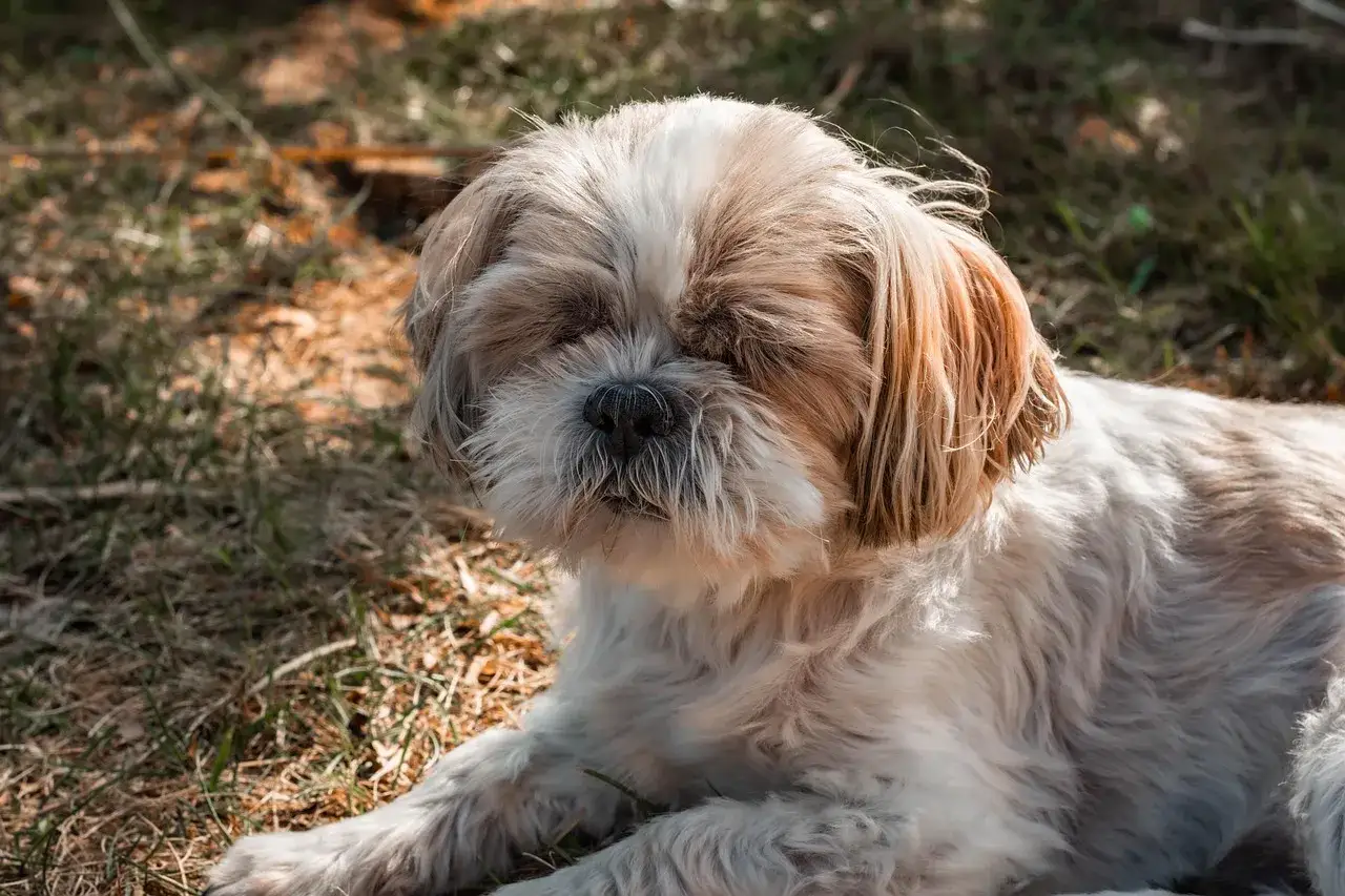Puszysty piesek Shih Tzu odpoczywa na trawie. Może dlatego pies śpi przy głowie, bo czuje się bezpiecznie i blisko swojego opiekuna.