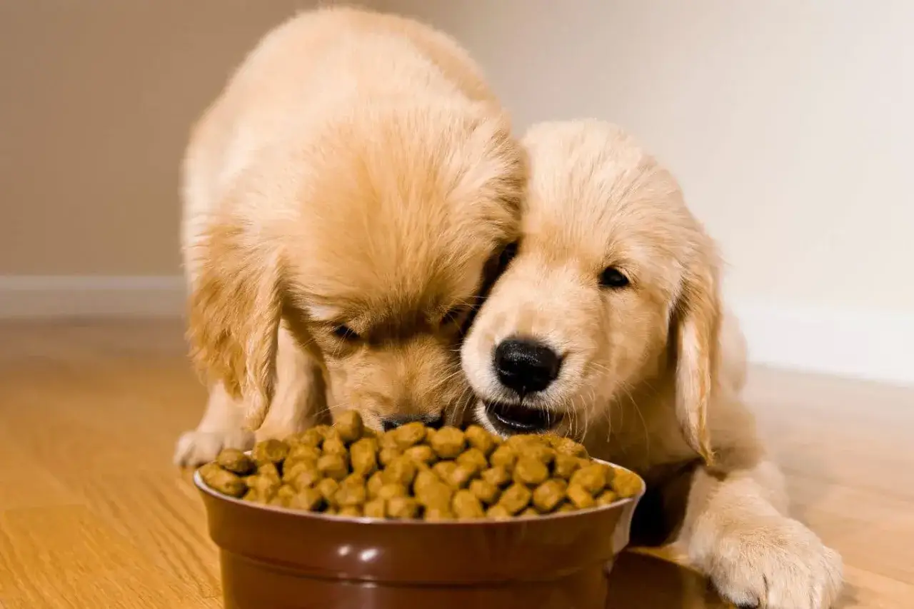 Dos cachorros dorados comen juntos de un cuenco. &iquest;Cu&aacute;ntas veces come un cachorro de 2 meses?