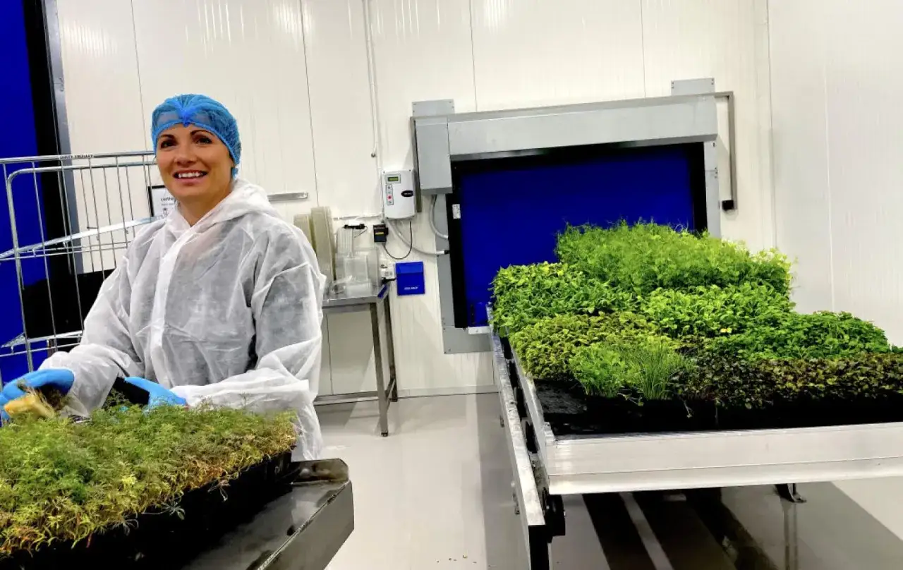 Kvinna i skyddskl&auml;der hanterar plantor i v&auml;xthus. Bredvid st&aring;r en hylla med gr&ouml;na &ouml;rter, upplyst av en dimmer 1000w.